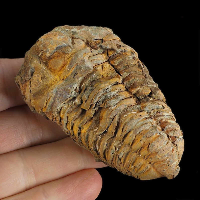 TRYLOBIT Flexicalymene ouzregui - ORDOWIK - 445 mln lat - MAROKO