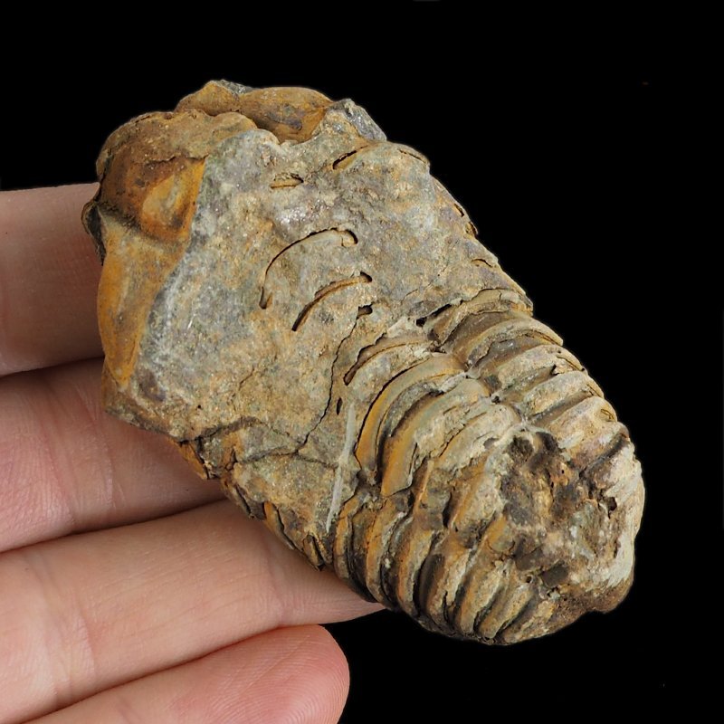 TRYLOBIT Flexicalymene ouzregui - ORDOWIK - 445 mln lat - MAROKO