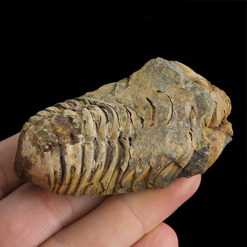 TRYLOBIT Flexicalymene ouzregui - ORDOWIK - 445 mln lat - MAROKO