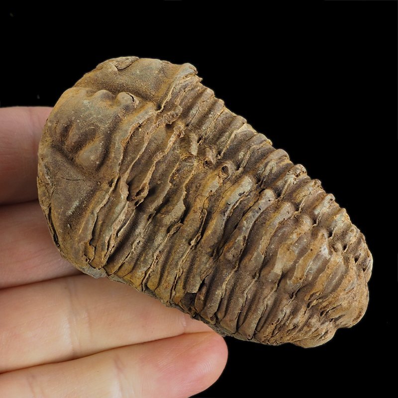 TRYLOBIT Flexicalymene ouzregui - ORDOWIK - 445 mln lat - MAROKO