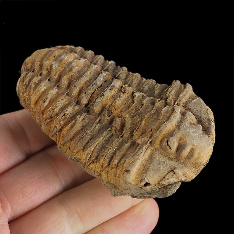 TRYLOBIT Flexicalymene ouzregui - ORDOWIK - 445 mln lat - MAROKO