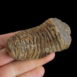 TRYLOBIT Flexicalymene ouzregui - ORDOWIK - 445 mln lat - MAROKO