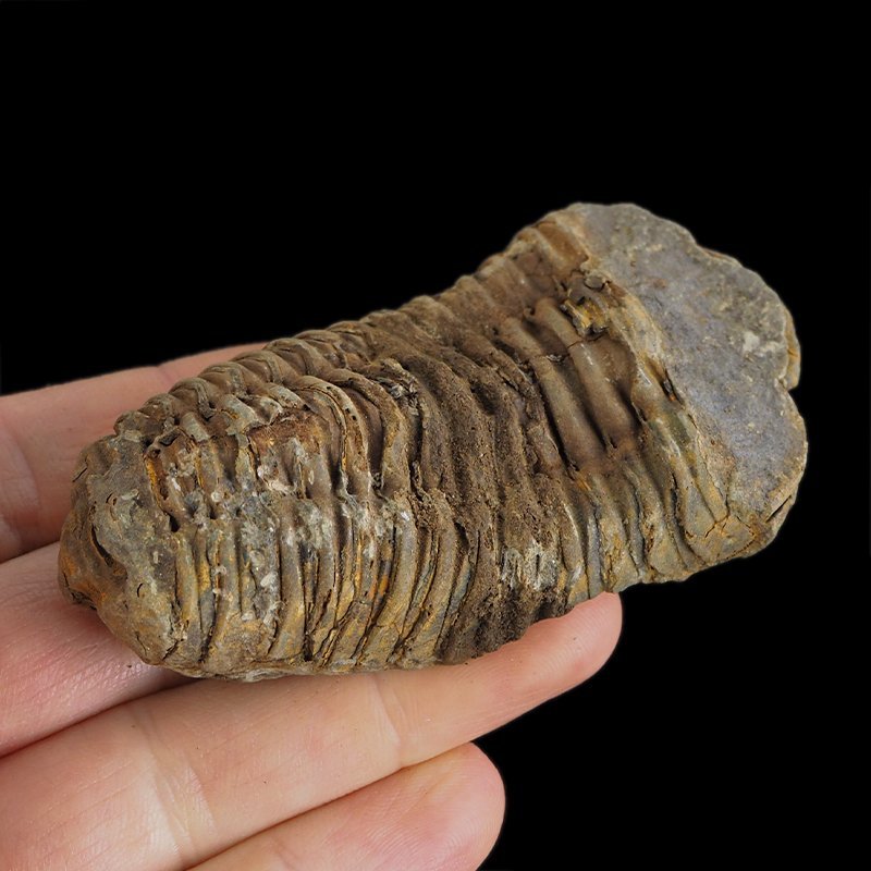 TRYLOBIT Flexicalymene ouzregui - ORDOWIK - 445 mln lat - MAROKO