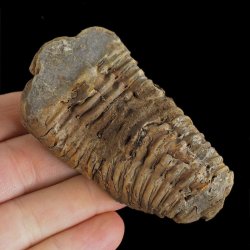 TRYLOBIT Flexicalymene ouzregui - ORDOWIK - 445 mln lat - MAROKO