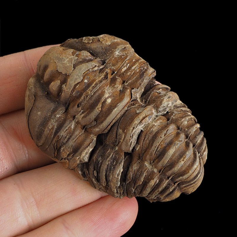 TRYLOBIT Flexicalymene ouzregui - ORDOWIK - 445 mln lat - MAROKO