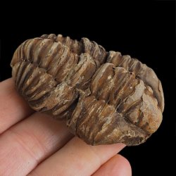 TRYLOBIT Flexicalymene ouzregui - ORDOWIK - 445 mln lat - MAROKO