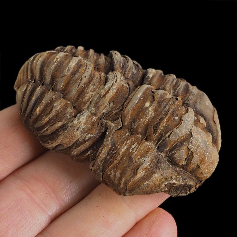 TRYLOBIT Flexicalymene ouzregui - ORDOWIK - 445 mln lat - MAROKO