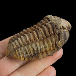 TRYLOBIT Flexicalymene ouzregui - ORDOWIK - 445 mln lat - MAROKO