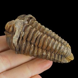 TRYLOBIT Flexicalymene ouzregui - ORDOWIK - 445 mln lat - MAROKO