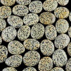 JASPIS DALMATYŃCZYK - PŁASKI OTOCZAK - 45-50 mm