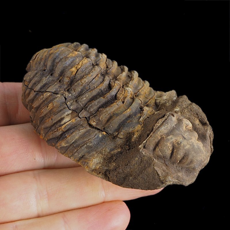 TRYLOBIT Flexicalymene ouzregui - ORDOWIK - 445 mln lat - MAROKO