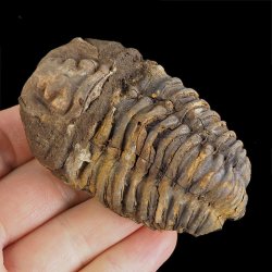 TRYLOBIT Flexicalymene ouzregui - ORDOWIK - 445 mln lat - MAROKO