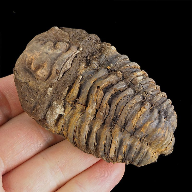 TRYLOBIT Flexicalymene ouzregui - ORDOWIK - 445 mln lat - MAROKO