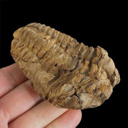 TRYLOBIT Flexicalymene ouzregui - ORDOWIK - 445 mln lat - MAROKO