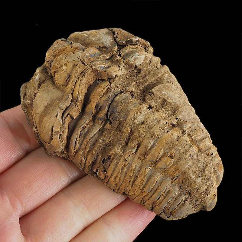 TRYLOBIT Flexicalymene ouzregui - ORDOWIK - 445 mln lat - MAROKO