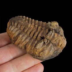 TRYLOBIT Flexicalymene ouzregui - ORDOWIK - 445 mln lat - MAROKO