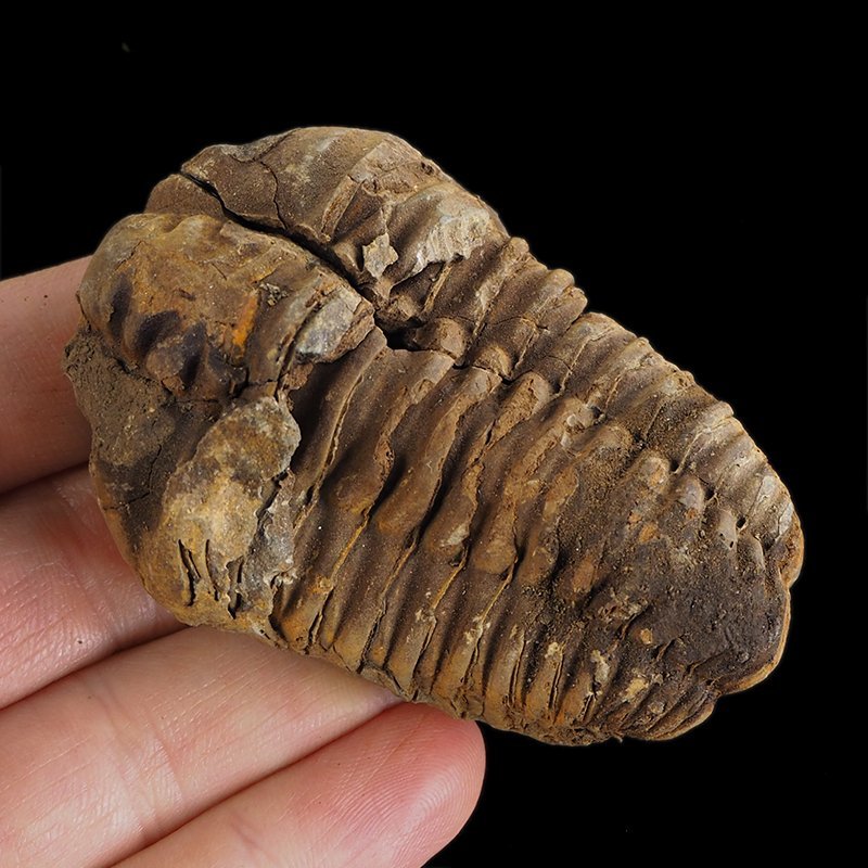 TRYLOBIT Flexicalymene ouzregui - ORDOWIK - 445 mln lat - MAROKO