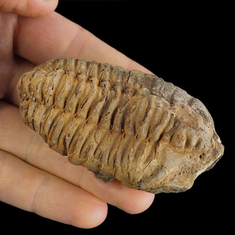 TRYLOBIT Flexicalymene ouzregui - ORDOWIK - 445 mln lat - MAROKO