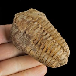 TRYLOBIT Flexicalymene ouzregui - ORDOWIK - 445 mln lat - MAROKO