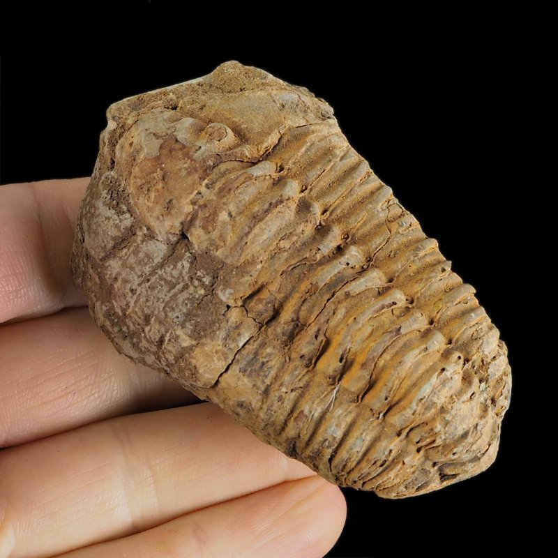 TRYLOBIT Flexicalymene ouzregui - ORDOWIK - 445 mln lat - MAROKO