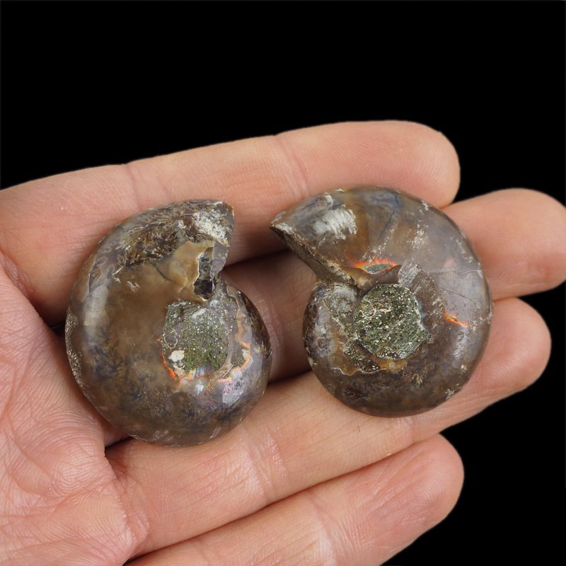 AMONIT - 37 mm - KREDA DOLNA - 110 mln lat - DWIE POŁÓWKI - MADAGASKAR