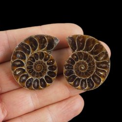 AMONIT - 37 mm - KREDA DOLNA - 110 mln lat - DWIE POŁÓWKI - MADAGASKAR