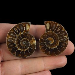 AMONIT - 38 mm - KREDA DOLNA - 110 mln lat - DWIE POŁÓWKI - MADAGASKAR