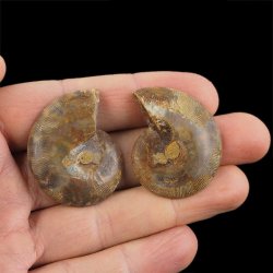 AMONIT - 38 mm - KREDA DOLNA - 110 mln lat - DWIE POŁÓWKI - MADAGASKAR