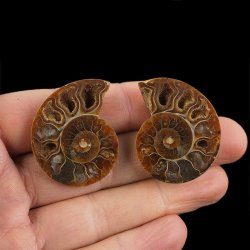 AMONIT - 38 mm - KREDA DOLNA - 110 mln lat - DWIE POŁÓWKI - MADAGASKAR