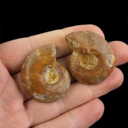 AMONIT - 38 mm - KREDA DOLNA - 110 mln lat - DWIE POŁÓWKI - MADAGASKAR