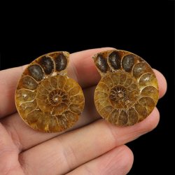 AMONIT - 38 mm - KREDA DOLNA - 110 mln lat - DWIE POŁÓWKI - MADAGASKAR