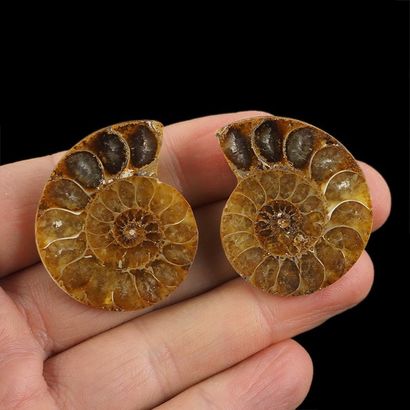 AMONIT - 38 mm - KREDA DOLNA - 110 mln lat - DWIE POŁÓWKI - MADAGASKAR