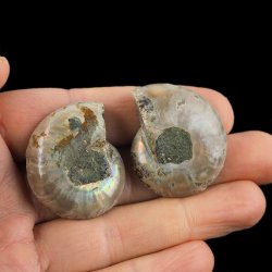 AMONIT - 36 mm - KREDA DOLNA - 110 mln lat - DWIE POŁÓWKI - MADAGASKAR