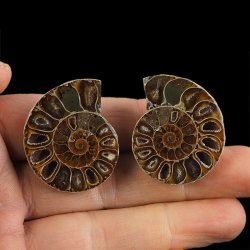 AMONIT - 36 mm - KREDA DOLNA - 110 mln lat - DWIE POŁÓWKI - MADAGASKAR