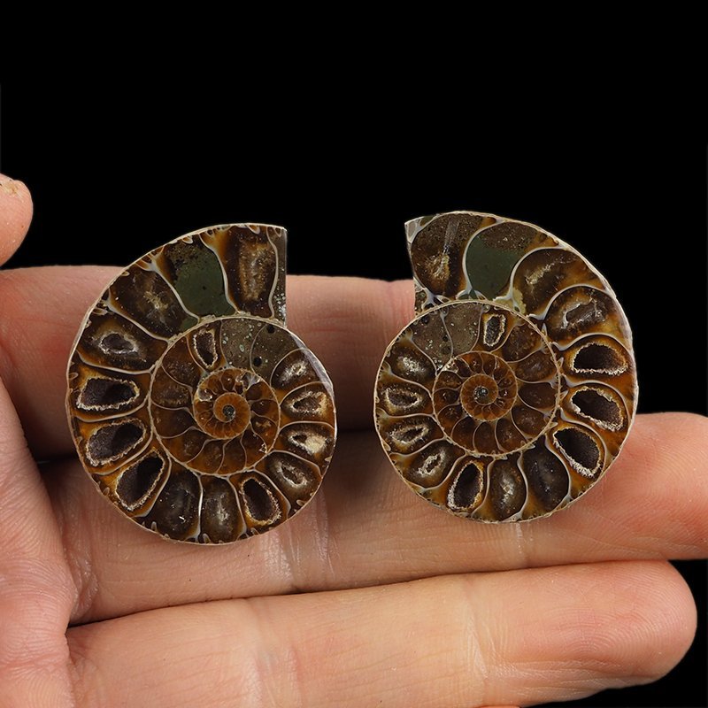 AMONIT - 36 mm - KREDA DOLNA - 110 mln lat - DWIE POŁÓWKI - MADAGASKAR