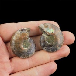 AMONIT - 36 mm - KREDA DOLNA - 110 mln lat - DWIE POŁÓWKI - MADAGASKAR