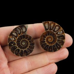 AMONIT - 36 mm - KREDA DOLNA - 110 mln lat - DWIE POŁÓWKI - MADAGASKAR