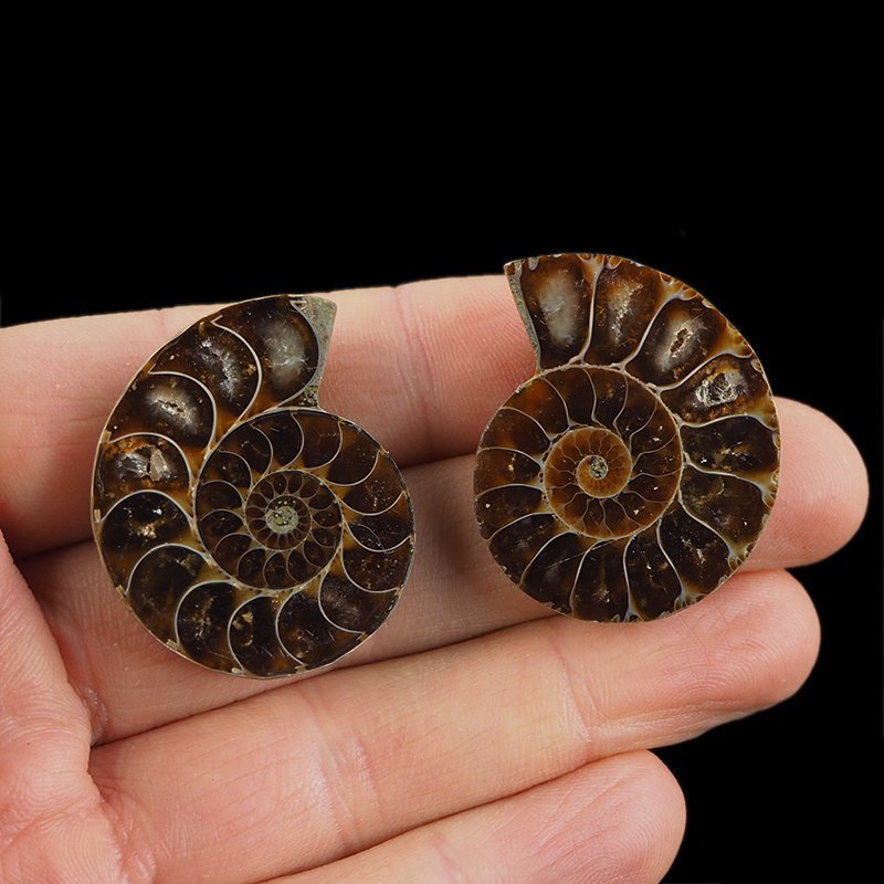 AMONIT - 36 mm - KREDA DOLNA - 110 mln lat - DWIE POŁÓWKI - MADAGASKAR