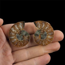 AMONIT - 37 mm - KREDA DOLNA - 110 mln lat - DWIE POŁÓWKI - MADAGASKAR