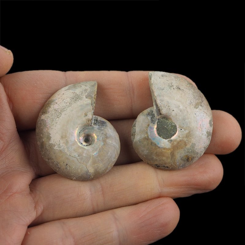 AMONIT - 37 mm - KREDA DOLNA - 110 mln lat - DWIE POŁÓWKI - MADAGASKAR