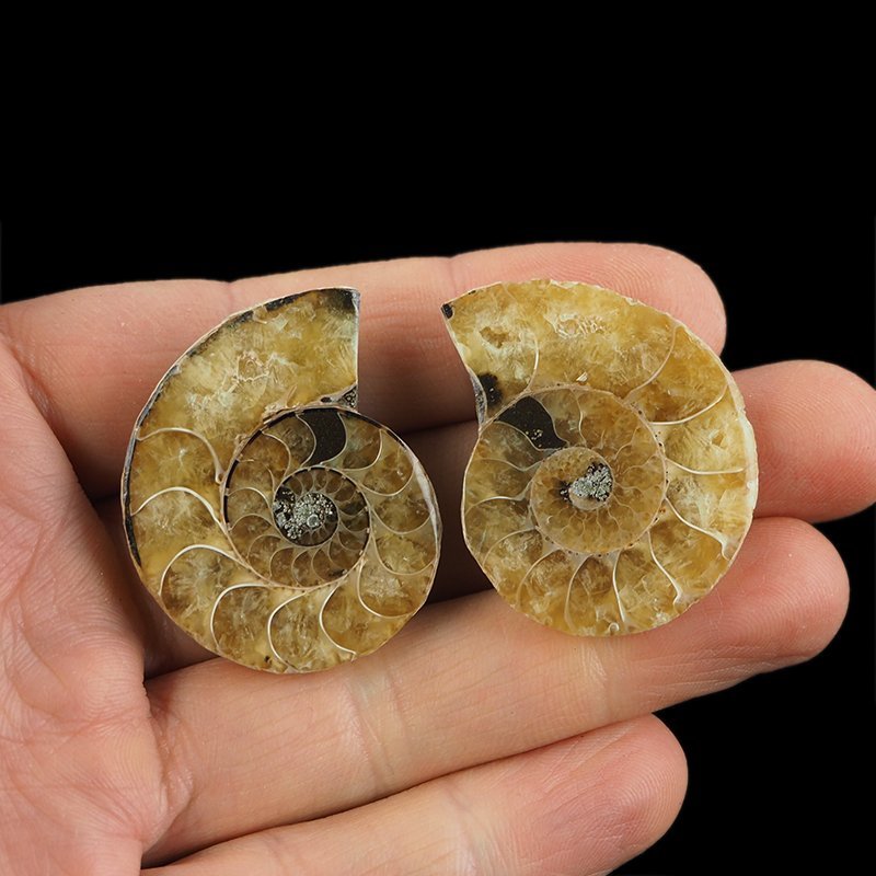 AMONIT - 38 mm - KREDA DOLNA - 110 mln lat - DWIE POŁÓWKI - MADAGASKAR