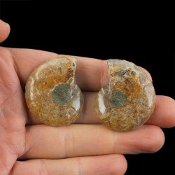 AMONIT - 38 mm - KREDA DOLNA - 110 mln lat - DWIE POŁÓWKI - MADAGASKAR