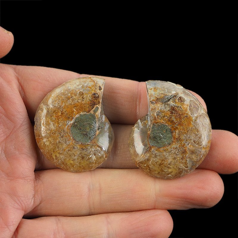 AMONIT - 38 mm - KREDA DOLNA - 110 mln lat - DWIE POŁÓWKI - MADAGASKAR