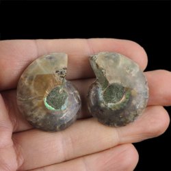 AMONIT - 34 mm - KREDA DOLNA - 110 mln lat - DWIE POŁÓWKI - MADAGASKAR