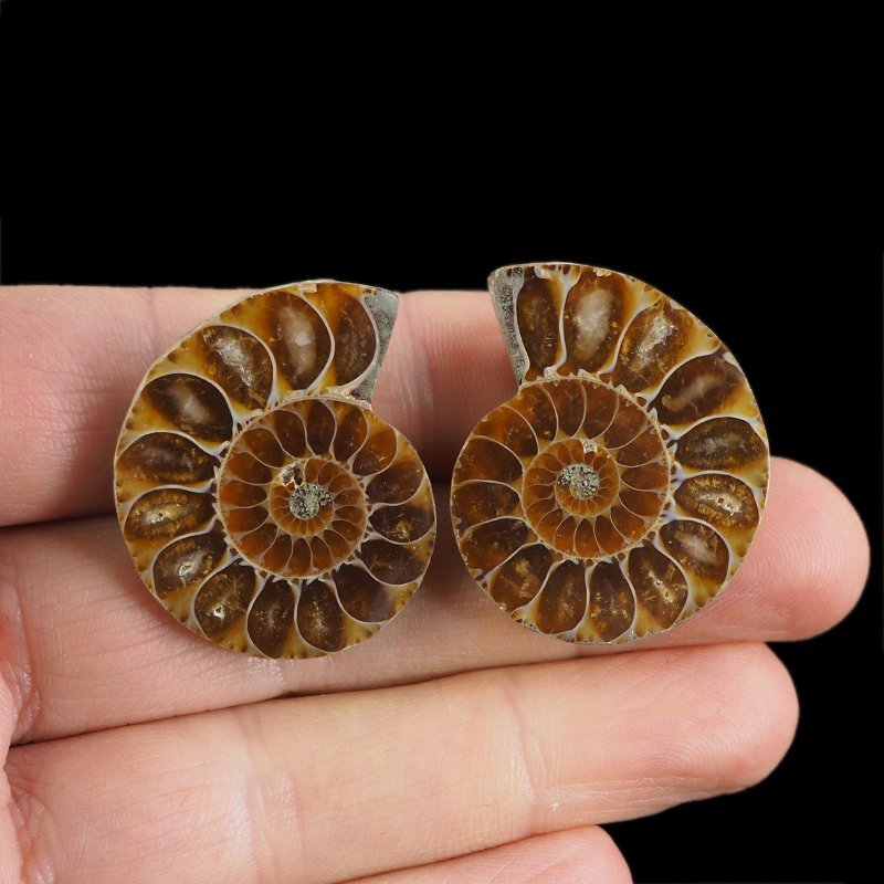 AMONIT - 34 mm - KREDA DOLNA - 110 mln lat - DWIE POŁÓWKI - MADAGASKAR