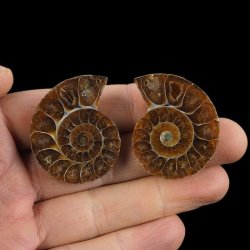 AMONIT - 39 mm - KREDA DOLNA - 110 mln lat - DWIE POŁÓWKI - MADAGASKAR