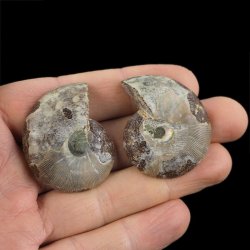 AMONIT - 39 mm - KREDA DOLNA - 110 mln lat - DWIE POŁÓWKI - MADAGASKAR