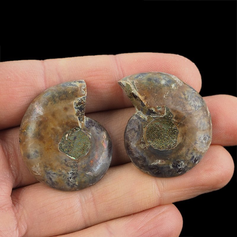 AMONIT - 35 mm - KREDA DOLNA - 110 mln lat - DWIE POŁÓWKI - MADAGASKAR