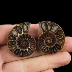 AMONIT - 35 mm - KREDA DOLNA - 110 mln lat - DWIE POŁÓWKI - MADAGASKAR