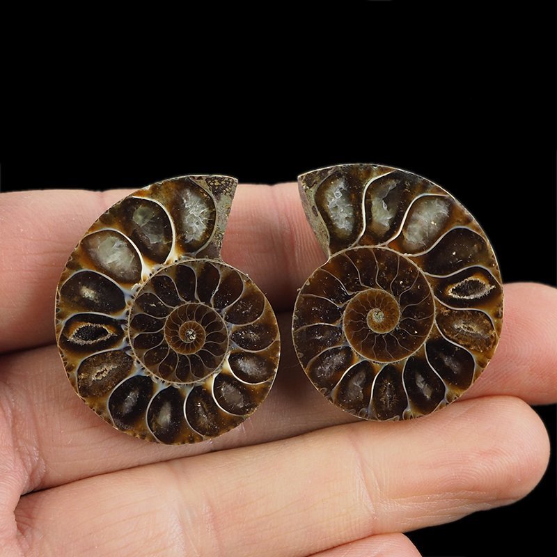 AMONIT - 35 mm - KREDA DOLNA - 110 mln lat - DWIE POŁÓWKI - MADAGASKAR